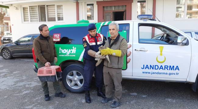 Yaralı Şahin Koruma Altına Alındı