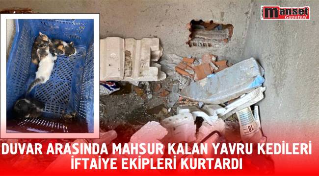 DUVAR ARASINDA MAHSUR KALAN YAVRU KEDİLERİ İFTAİYE EKİPLERİ KURTARDI