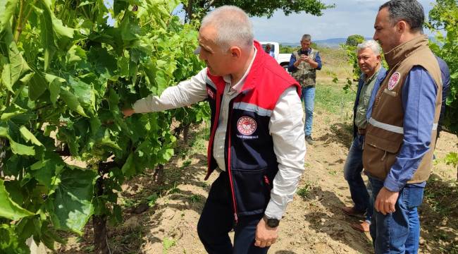 İL TARIM MÜDÜRÜ ÖZTÜRK, DOLU’DAN ETKİLENEN ARAZİLERİNDE İNCELEMELERDE BULUNDU