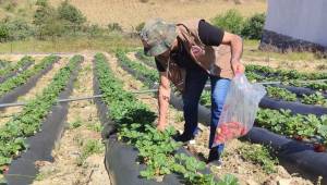Manisa’da Hasat Öncesi, Bitkilerden Numune Alındı