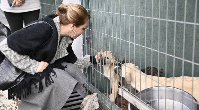 Büyükşehir Sokak Hayvanları Komisyonu Akhisar&#039;da Toplandı