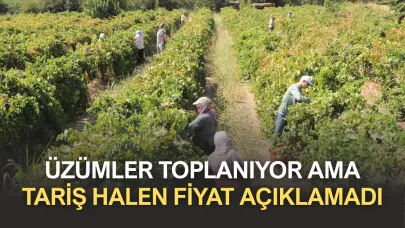 Üzümler toplanıyor ama Tariş halen fiyat açıklamadı