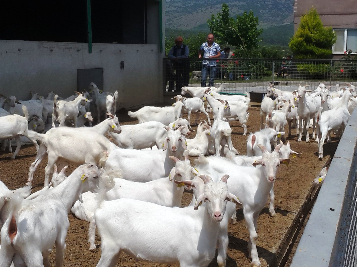 üreticilere Oğlak Dağıtımı Yapıldı