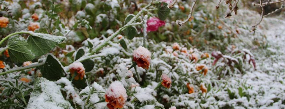 Meteoroloji'den Zirai Don Uyarısı