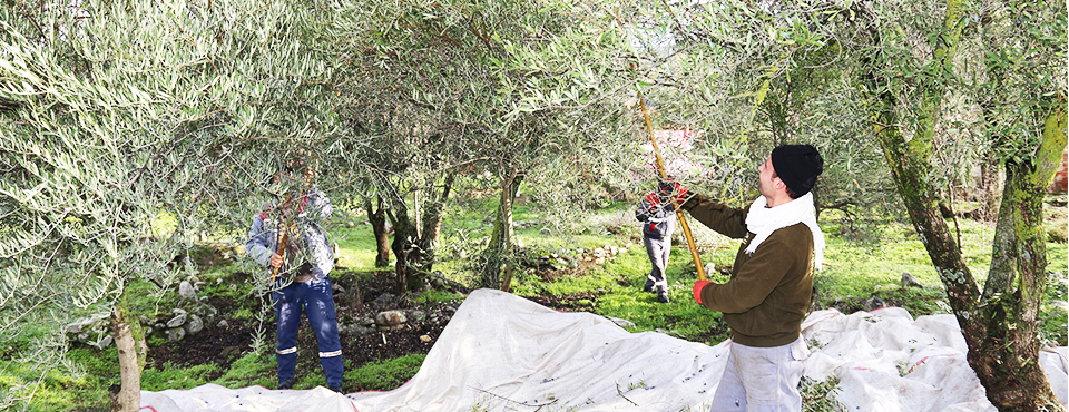 Garibanın Sofrasına Zeytinyağı Oluyor