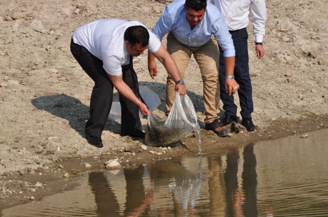 Büyükşehir’den Göletlere Balık