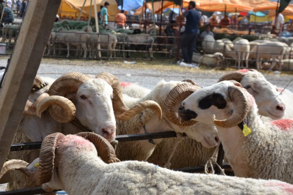 Kurbanlık Fiyatları Düşündürüyor