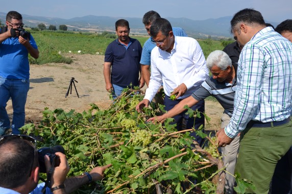 Chp Heyeti Hasar Gören Bağları İnceledi