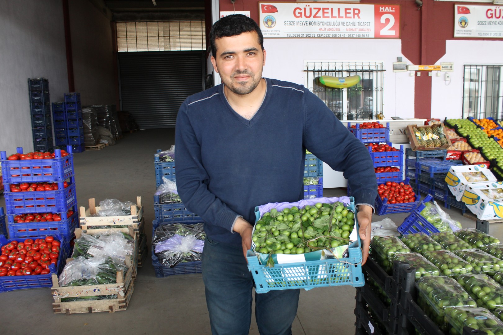 Turgutlu Erikleri Görücüye çıktı