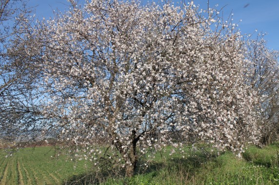Sıcak Havalar çiftçileri Endişelendiriyor