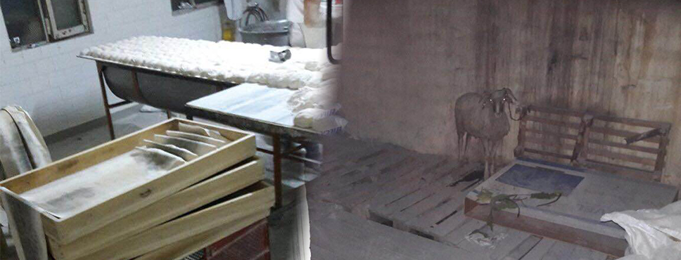 Fırında Koyunla Ekmek İmalatı Yanyana