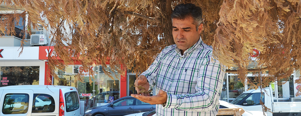 Kayabaş; "belediye Uyuyor Ağaçlar Kuruyor"