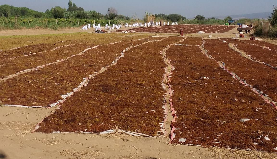 Tariş üzüm Avans Fiyatını Açıkladı