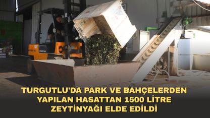 Turgutlu'da park ve bahçelerden yapılan hasattan 1500 litre zeytinyağı elde edildi