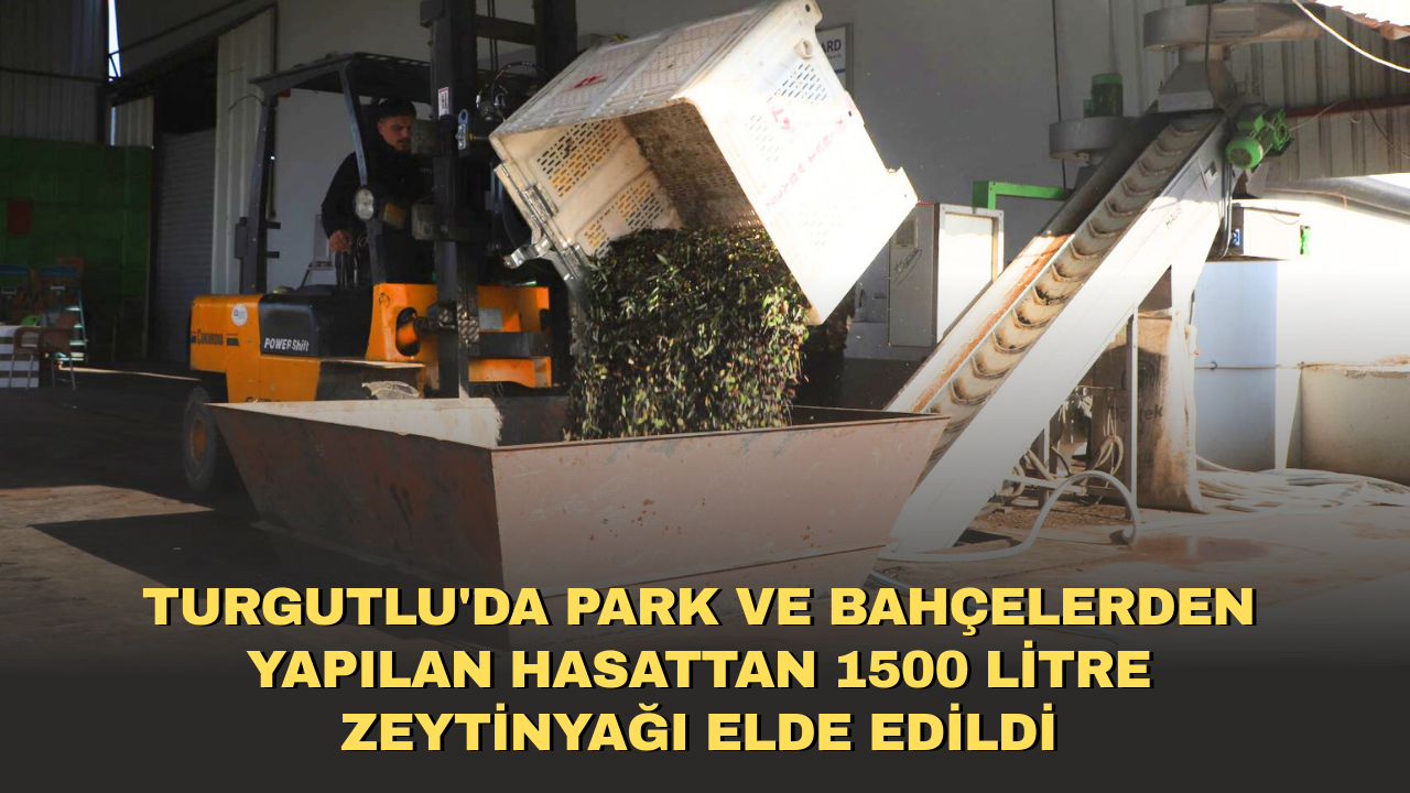 Turgutlu'da park ve bahçelerden yapılan hasattan 1500 litre zeytinyağı elde edildi