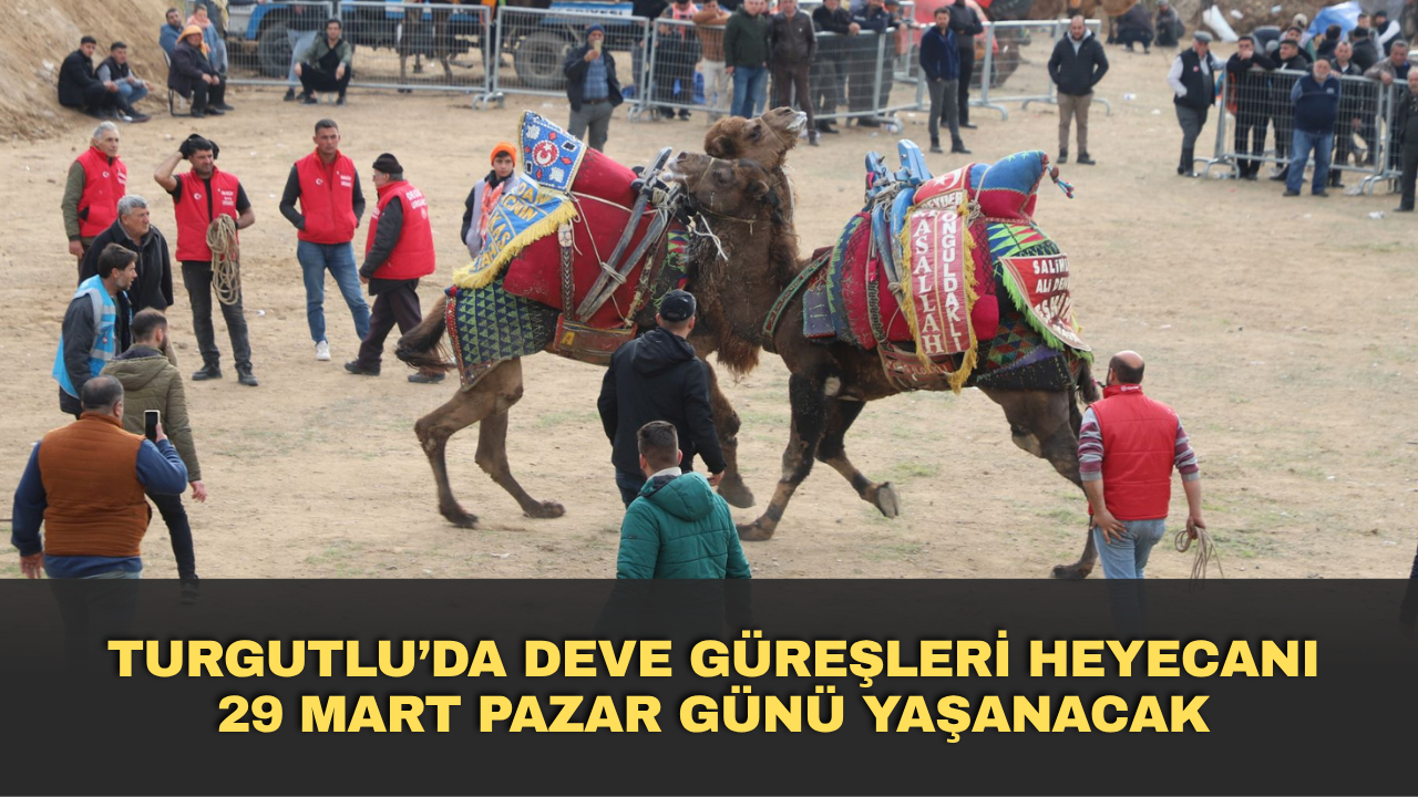 Turgutlu’da deve güreşleri heyecanı 29 Mart pazar günü yaşanacak